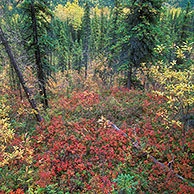 Kleurrijke vegetatie van de taiga in de herfst, Denali NP, Alaska, USA