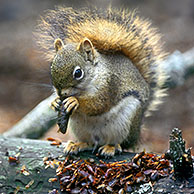Amerikaanse rode eekhoorn (Tamiasciurus hudsonicus) eet dennenappel in de taiga, Denali NP, Alaska, USA