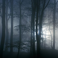 Bomen in de mist in loofbos