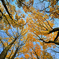 Noorse esdoorn (Acer platanoides) in herfstkleuren, België
