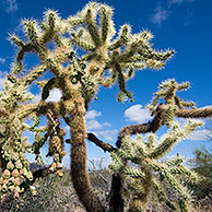 Chain fruit / Jumping cholla (Cylindropuntia fulgida) Organ Pipe Cactus National Monument, Arizona, VS 
