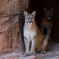 Poema (Felis Concolor) in grot, Arizona, USA