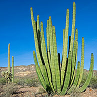 Organ pipe cactus (Stenocereus thurberi) in de Sonora woestijn, Arizona, VS
