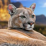 Puma (Puma concolor). Digital composite