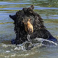 Twee Amerikaanse zwarte beren (Ursus americanus) spelen in water van meer