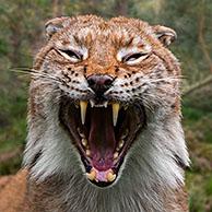 Europese lynx (Lynx lynx) 