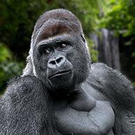 Westelijke laaglandgorilla (Gorilla gorilla gorilla) 
