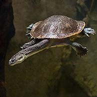 McCords slangenhalsschildpad (Chelodina mccordi) 