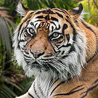 Sumatraanse tijger (Panthera tigris sondaica) 