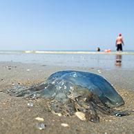 Bloemkoolkwal / zeepaddenstoel (Rhizostoma pulmo) aangespoeld op strand