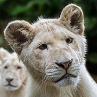 Witte leeuwen (Panthera leo krugeri) 