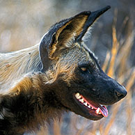Afrikaanse wilde hond / hyenahond (Lycaon pictus) in het Kruger Nationaal Park, Zuid-Afrika