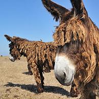 Poitou / Poitevin ezel op het eiland Ile de Ré, Charente-Maritime, Frankrijk 
<BR><BR>Zie ook www.arterra.be</P>