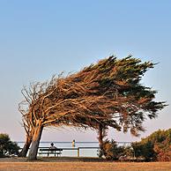Omgebogen bomen door aanhoudende westenwind op het eiland Ile d'Oléron, Charente-Maritime, Frankrijk
<BR><BR>Zie ook www.arterra.be</P>