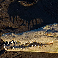 Spitssnuitkrokodil (Crocodylus acutus), Carara NP, Costa Rica