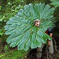 Poor man's umbrella (Gunnera sp) in nevelwoud, Tapanti NP, Costa Rica
<BR><BR>Zie ook www.arterra.be</P>