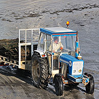 Tractor op strand met oogst van oesterkwekerij te Saint-Vaast-la-Hougue, Normandië, Frankrijk
